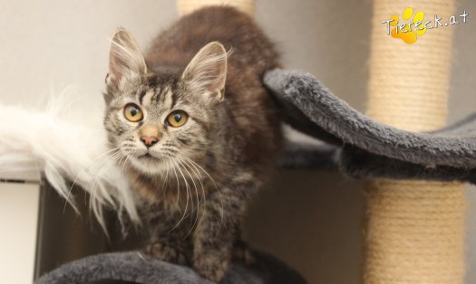 Katze Romy (Foto by Tiereck.at - Lavanttaler Tierhilfe)