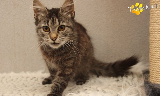 Katze Romy (Foto by Tiereck.at - Lavanttaler Tierhilfe)