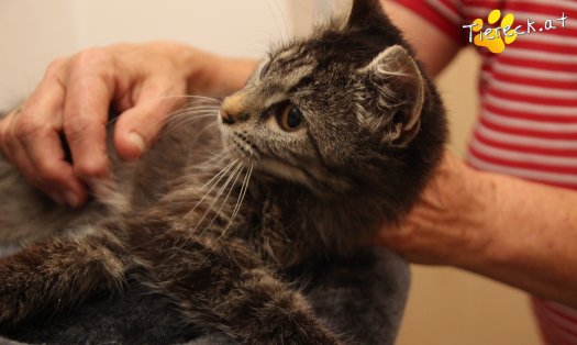 Katze Romy (Foto by Tiereck.at - Lavanttaler Tierhilfe)