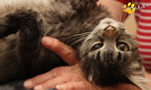 Katze Romy (Foto by Tiereck.at - Lavanttaler Tierhilfe)