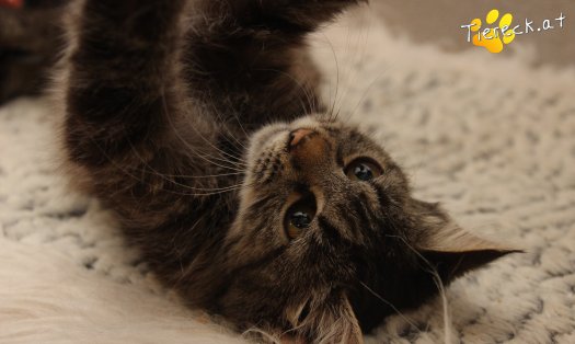 Katze Romy (Foto by Tiereck.at - Lavanttaler Tierhilfe)