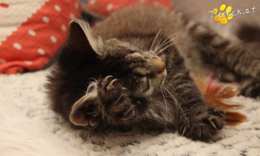 Katze Romy (Foto by Tiereck.at - Lavanttaler Tierhilfe)