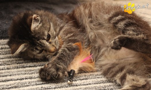 Katze Romy (Foto by Tiereck.at - Lavanttaler Tierhilfe)