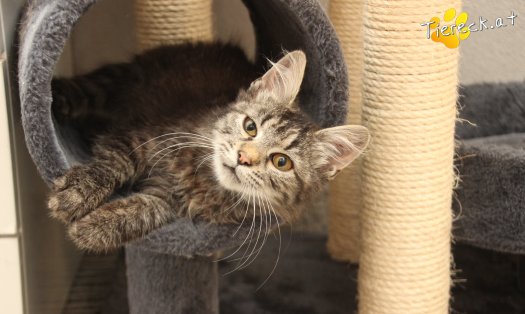Katze Romy (Foto by Tiereck.at - Lavanttaler Tierhilfe)