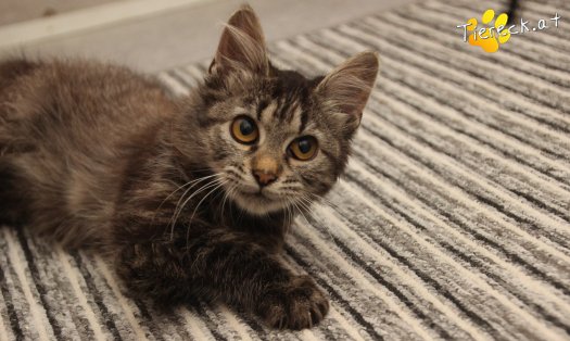 Katze Romy (Foto by Tiereck.at - Lavanttaler Tierhilfe)