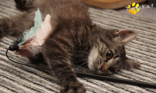 Katze Romy (Foto by Tiereck.at - Lavanttaler Tierhilfe)
