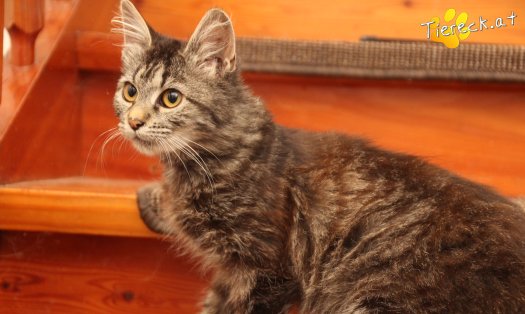 Katze Romy (Foto by Tiereck.at - Lavanttaler Tierhilfe)