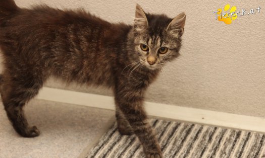 Katze Romy (Foto by Tiereck.at - Lavanttaler Tierhilfe)