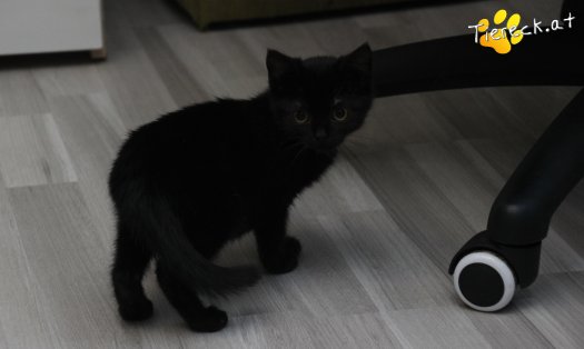 Katze Strolchi (Foto by Tiereck.at - Lavanttaler Tierhilfe)
