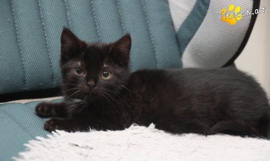 Katze Strolchi (Foto by Tiereck.at - Lavanttaler Tierhilfe)