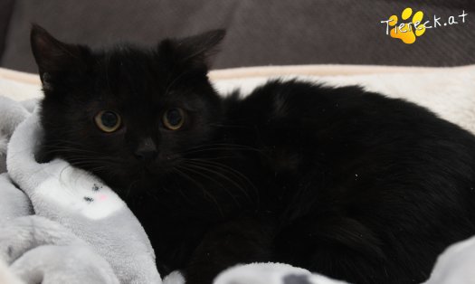 Katze Strolchi (Foto by Tiereck.at - Lavanttaler Tierhilfe)