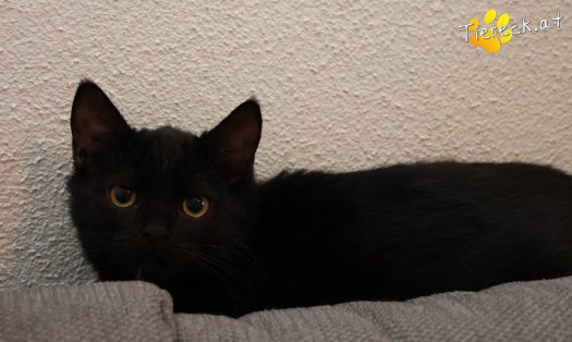Katze Strolchi (Foto by Tiereck.at - Lavanttaler Tierhilfe)