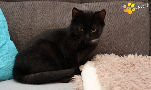 Katze Strolchi (Foto by Tiereck.at - Lavanttaler Tierhilfe)