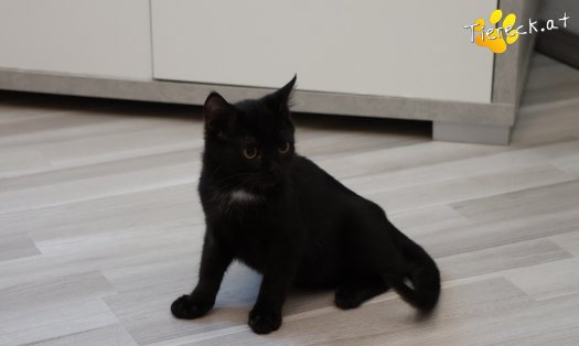 Katze Strolchi (Foto by Tiereck.at - Lavanttaler Tierhilfe)