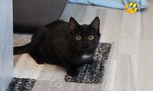 Katze Strolchi (Foto by Tiereck.at - Lavanttaler Tierhilfe)