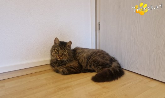 Katze Monty (Foto by Tiereck.at - Lavanttaler Tierhilfe)