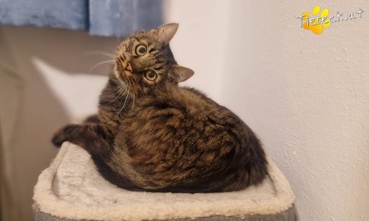 Katze Monty (Foto by Tiereck.at - Lavanttaler Tierhilfe)