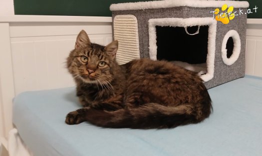 Katze Monty (Foto by Tiereck.at - Lavanttaler Tierhilfe)