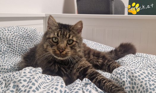 Katze Monty (Foto by Tiereck.at - Lavanttaler Tierhilfe)