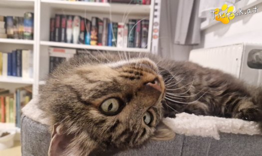 Katze Monty (Foto by Tiereck.at - Lavanttaler Tierhilfe)