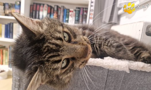 Katze Monty (Foto by Tiereck.at - Lavanttaler Tierhilfe)