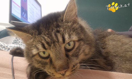 Katze Monty (Foto by Tiereck.at - Lavanttaler Tierhilfe)