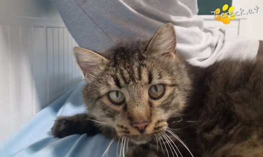 Katze Monty (Foto by Tiereck.at - Lavanttaler Tierhilfe)