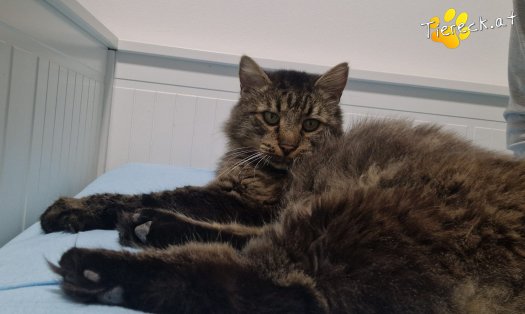 Katze Monty (Foto by Tiereck.at - Lavanttaler Tierhilfe)