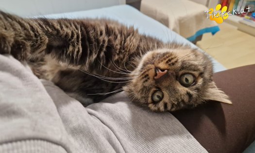 Katze Monty (Foto by Tiereck.at - Lavanttaler Tierhilfe)