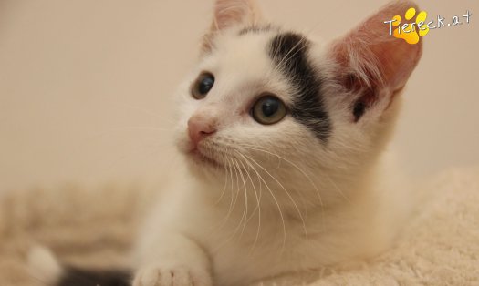 Katze Lumi (Foto by Tiereck.at - Lavanttaler Tierhilfe)