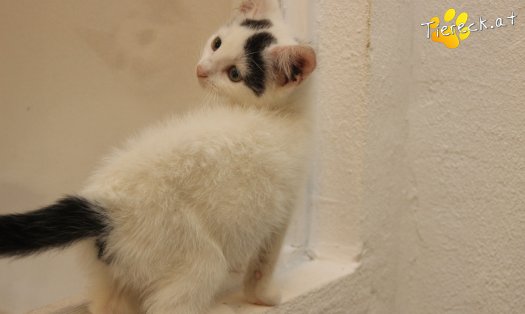 Katze Lumi (Foto by Tiereck.at - Lavanttaler Tierhilfe)