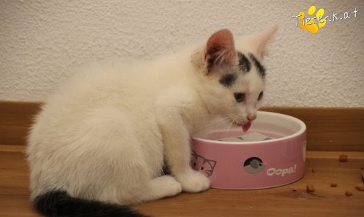 Katze Lumi (Foto by Tiereck.at - Lavanttaler Tierhilfe)