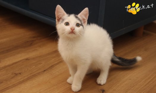 Katze Lumi (Foto by Tiereck.at - Lavanttaler Tierhilfe)