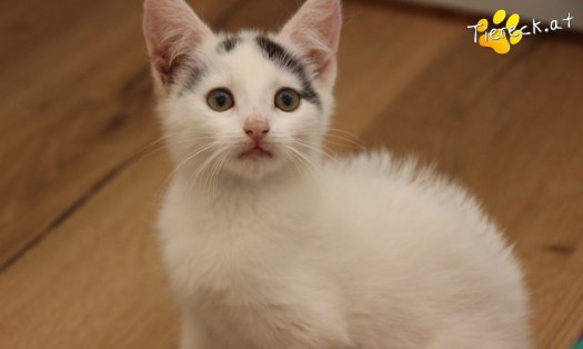 Katze Lumi (Foto by Tiereck.at - Lavanttaler Tierhilfe)