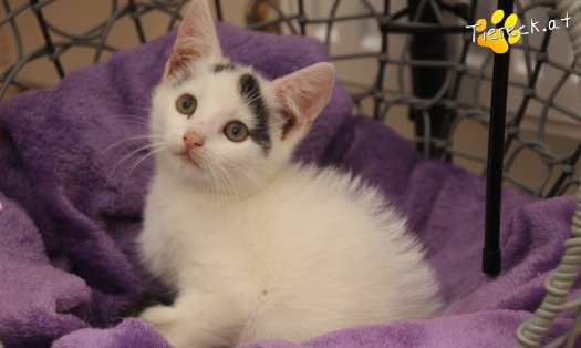 Katze Lumi (Foto by Tiereck.at - Lavanttaler Tierhilfe)