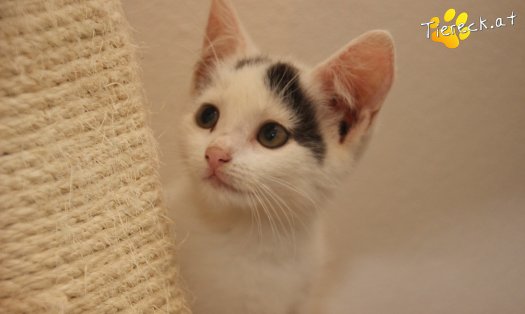 Katze Lumi (Foto by Tiereck.at - Lavanttaler Tierhilfe)