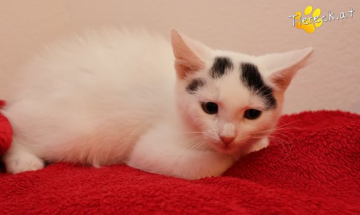 Katze Lumi (Foto by Tiereck.at - Lavanttaler Tierhilfe)