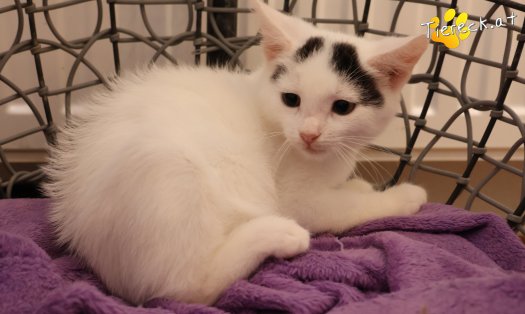 Katze Lumi (Foto by Tiereck.at - Lavanttaler Tierhilfe)