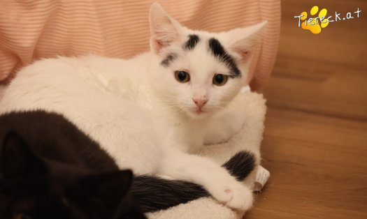 Katze Lumi (Foto by Tiereck.at - Lavanttaler Tierhilfe)