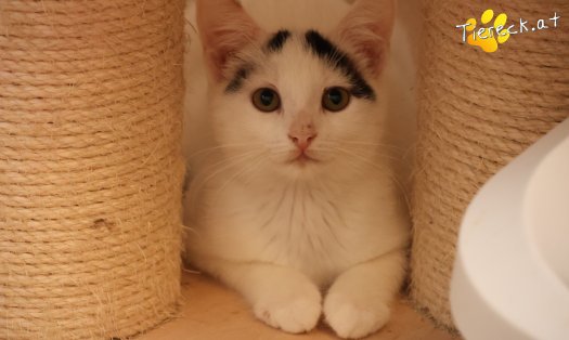 Katze Lumi (Foto by Tiereck.at - Lavanttaler Tierhilfe)