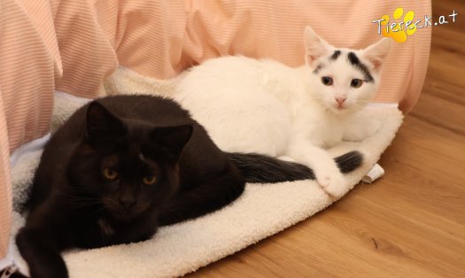 Katze Lumi (Foto by Tiereck.at - Lavanttaler Tierhilfe)