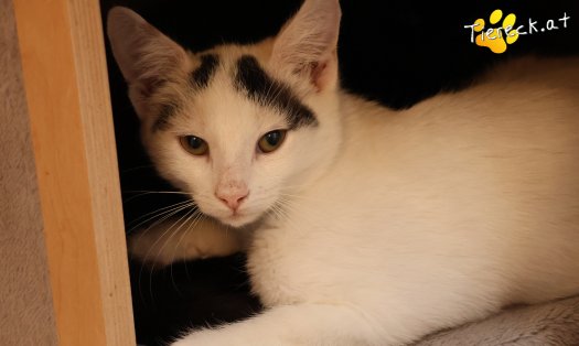 Katze Lumi (Foto by Tiereck.at - Lavanttaler Tierhilfe)