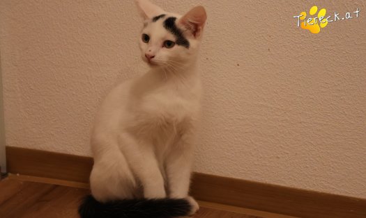 Katze Lumi (Foto by Tiereck.at - Lavanttaler Tierhilfe)