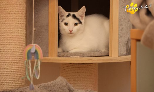 Katze Lumi (Foto by Tiereck.at - Lavanttaler Tierhilfe)