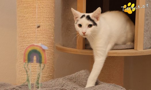 Katze Lumi (Foto by Tiereck.at - Lavanttaler Tierhilfe)