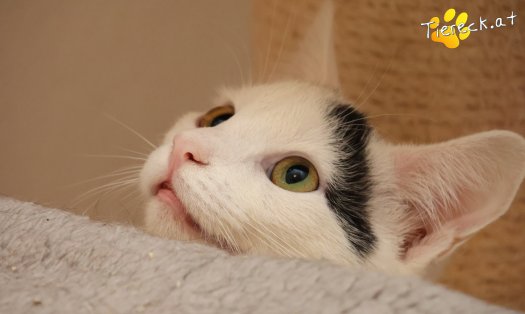 Katze Lumi (Foto by Tiereck.at - Lavanttaler Tierhilfe)