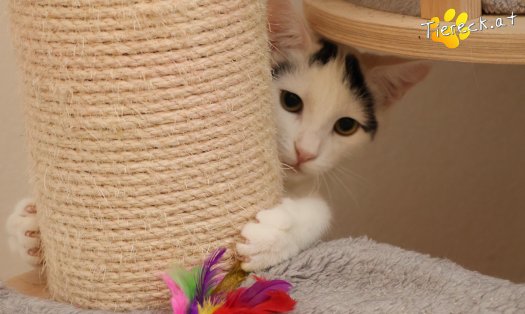 Katze Lumi (Foto by Tiereck.at - Lavanttaler Tierhilfe)