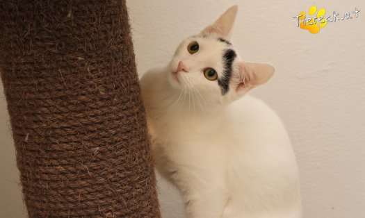 Katze Lumi (Foto by Tiereck.at - Lavanttaler Tierhilfe)