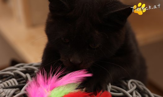 Katze Bradley (Foto by Tiereck.at - Lavanttaler Tierhilfe)