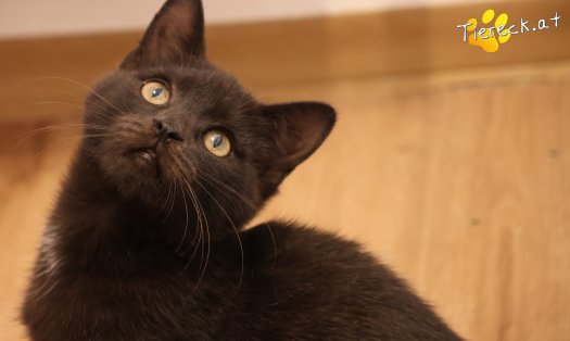 Katze Bradley (Foto by Tiereck.at - Lavanttaler Tierhilfe)